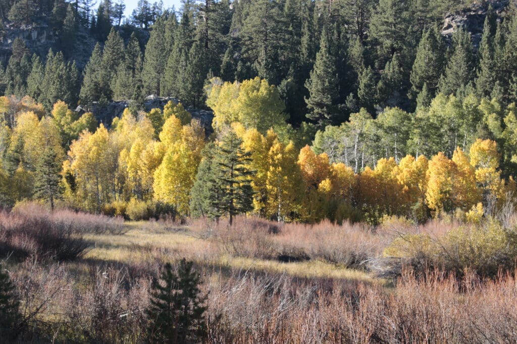 Trees across from Desolation Hotel